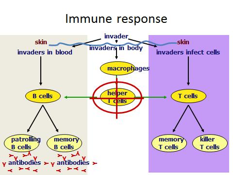 Unit 5 The Human Body Unit 23 Immunity from Disease- Topic: The Immune Response Objective: Visualize the cellular