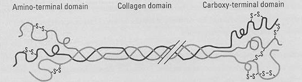 C Collagen Triple helix Collagen 19 different types 3-peptide chains Triple helix lengthy lumen Flexible Semi-flexible