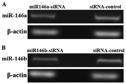 (A) Effect of low expression of mir-146a on cell proliferation, the number of cells in the mir146asirna group was significantly lower than that in the sirna-control group ( ** p<0.01).