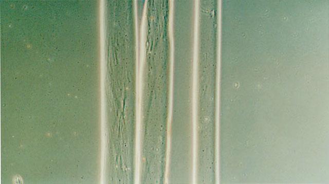 26 In order to make alginate fibers with different amounts of sodium ions, the calcium alginate fibers can be treated with aqueous solutions containing different amounts of Na 2 SO 4.