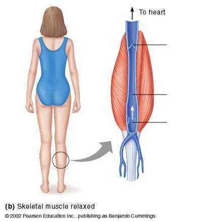 Muscular Activity: The Skeletal Muscle Pump 1) Muscle relaxes 2) Blood moves into the vein 3) Blood does not flow backward