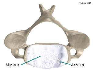 The nucleus is held in place by the annulus, a series of strong ligament rings surrounding it. Ligaments are strong connective tissues that attach bones to other bones.
