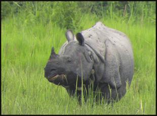 one-horned rhinoceros (Rhinoceros unicornis) at Manas