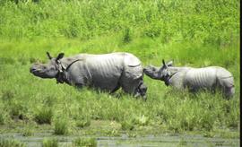 Rhino-13 (Swamli), adult female & rhino R14 (Adidiga),