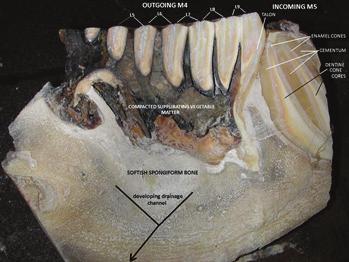 Colour plates See Parker: A pathological condition in elephant dentition pp. 51-57 Above left. Figure 5.
