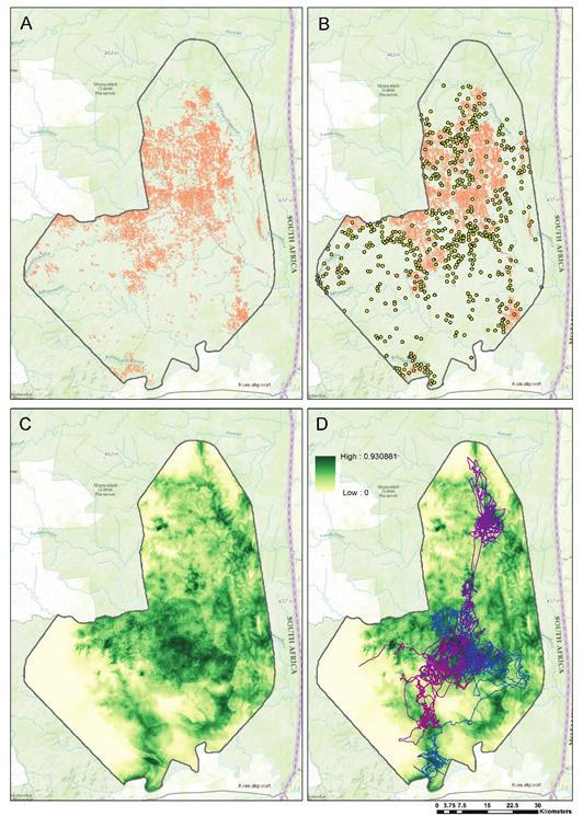See Xu et al.: Coupling African elephant movement and habitat modeling for landscape availability-suitability-connectivity assessment in Kruger National Park. pp. 97-106 Above and middle. Figure 2.