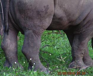 white rhino calving and