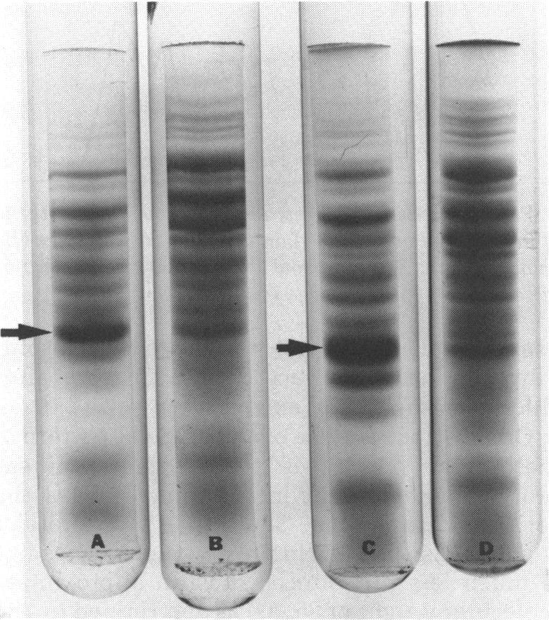 Also, a significant portion of the proteins never entered the gel as evidenced by the intensity of staining at the top of both the stacking and separating gels (Fig. 1).