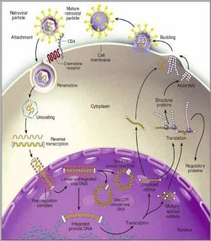Retrovirus life cycle Fusion inhibitors Maturation inhibitor Coreceptor