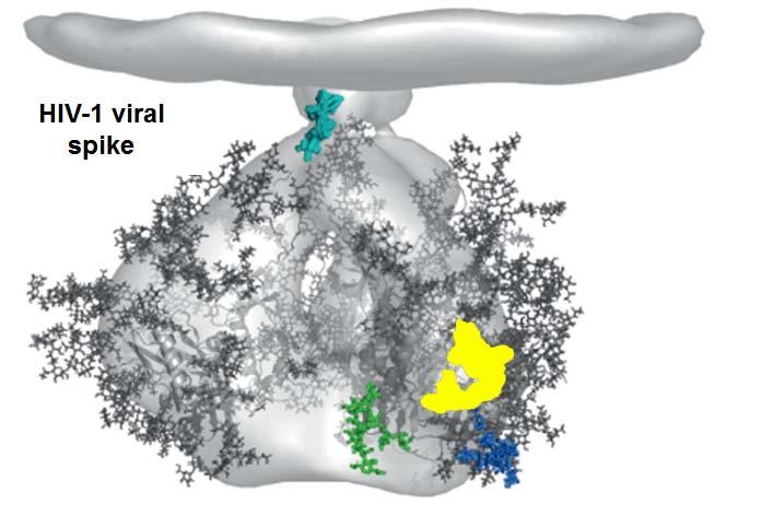Neutralizing Antibody Epitopes on Native Trimer (since 2009) gp41 MPER: 2F5, 4E10 10e8 CD4 Binding Site: VRC01, PG04, CH31 3BNC117, 12A12 CH103, VRC07 Trimer (gp120/41) 8ANC195 PGT151 35022 Cryo-EM