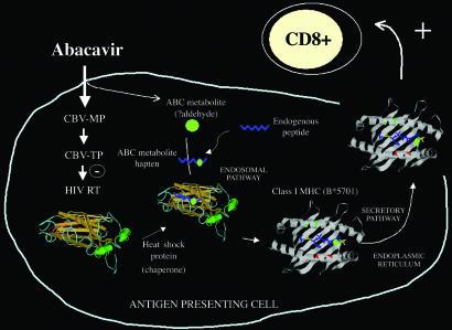 Model for Abacavir Hypersensitivity Abacavir CBV-MP ABC metabolite Endogenous peptide CBV-TP HIV-RT ABC Metabolite hapten Endogenous pathway Class I MHC B*57:01 Secretory Pathway