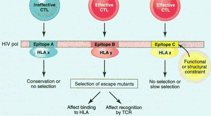 HLA Influence: HIV-1 Adaptation Moore et al., 2002 Critical part of HIV pathogenesis is ability to mutate escape CTL. Examined HLA associations with reverse transcriptase sequences.