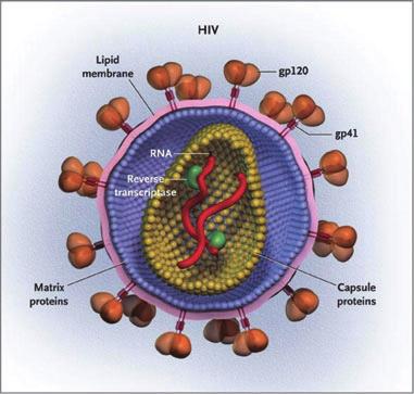 HIV vaccines FIG. 1. Structure of the human immunodeficiency virus (HIV) (71). FIG. 2. The business of binding.