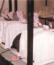 In this test, rabbits are locked in full-body restraints and a test substance is injected into their bloodstream while their body temperature is monitored.
