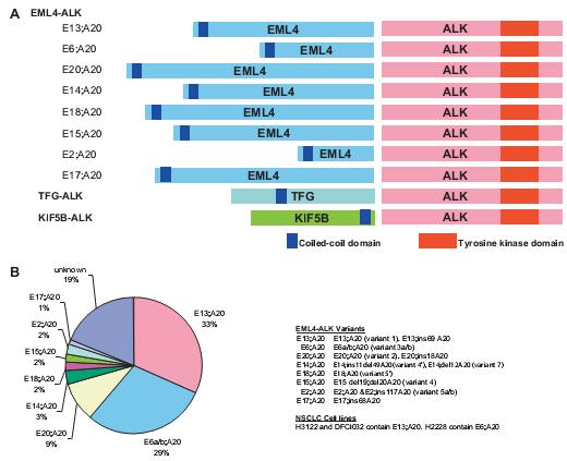 Different variants of EML4-ALK and non-eml4 fusion partners.