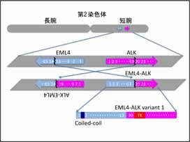 3 Introduction EML4-ALK gene translocation was initially reported in 2007 by Soda and Mano et al., Jichi Medical University (1).