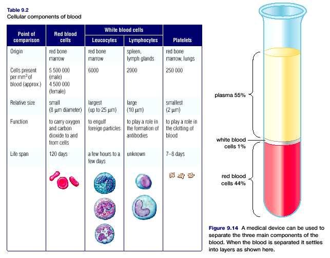 Blood Components 1) Plasma i) Water ( ) ii) Proteins ( ) a) - regulates blood volume b) - helps antibody formation and action in the blood c) - takes part in the blood clotting