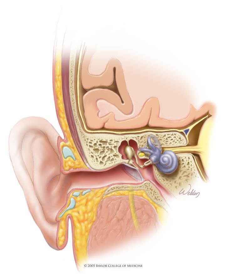 Three Types of Hearing Loss Conductive Mixed Sensorineural Other Descriptors?