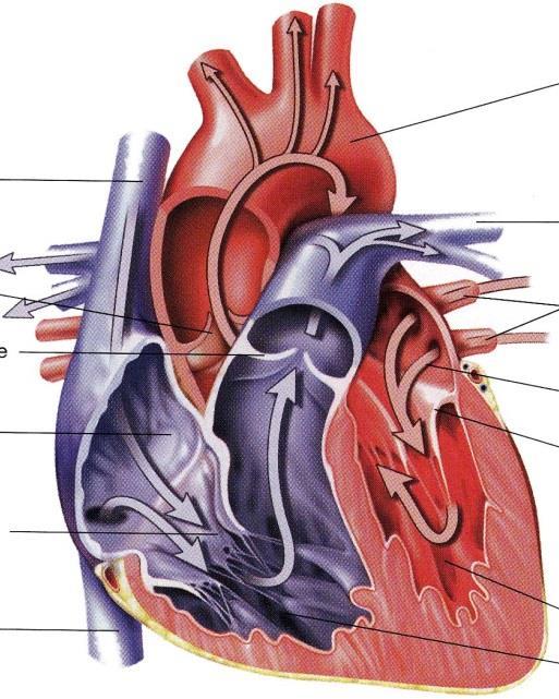 Composantes dynamiques de la pression artérielle systolique Résistance