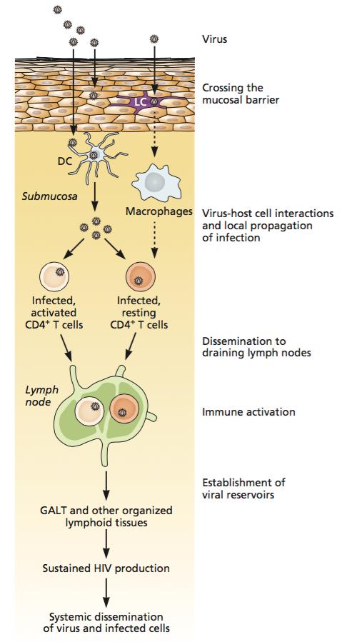 Primary HIV Infection Virus-dendritic cell interaction (no activation) - Infection typically with CCR5 binding strains - Importance of DC-SIGN (dendritic cell-specific, Icam-3 grabbing nonintegrin)