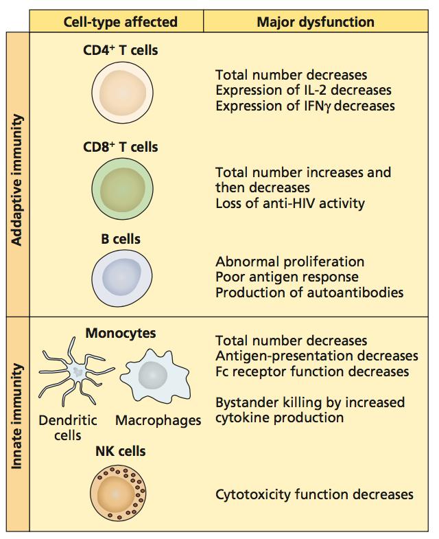 Immune cell dysfunction in AIDS