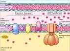 Cellular respiration Any Questions?? Chapter 9. Cellular Respiration Electron Transport Chain What s the point? The Point is to Make!