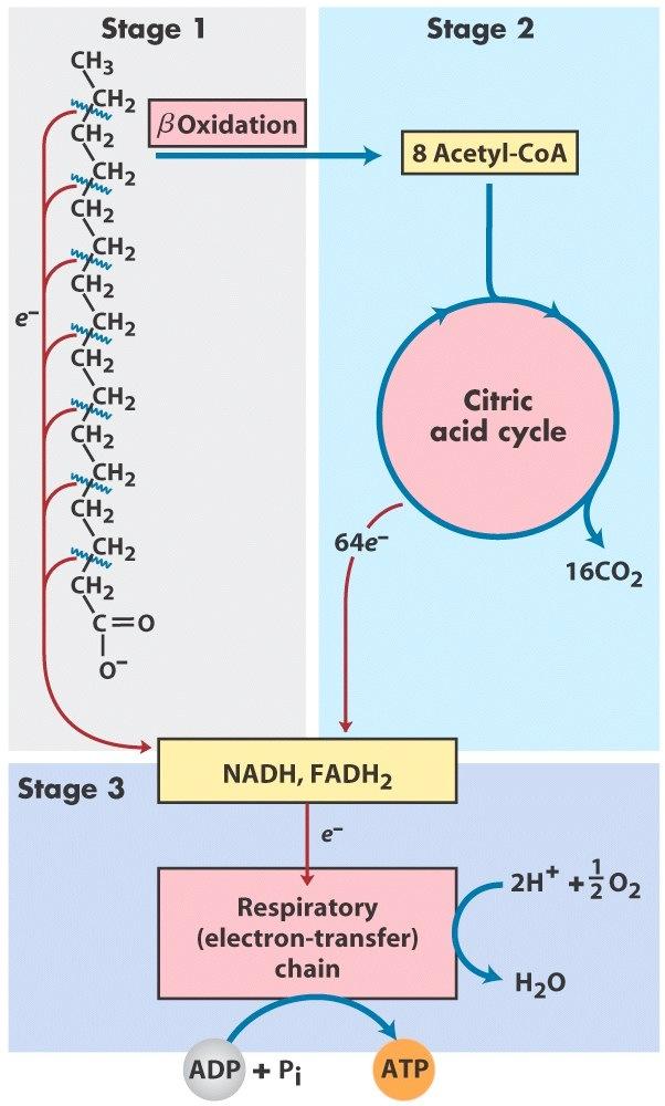 Fatty Acid Oxidation ω Multiple types of fatty acid oxidation exist: α β ω Beta oxidation: Removes two carbons at a time to generate acetyl-coa.