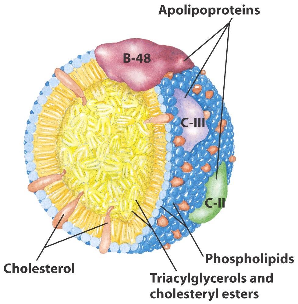 Chylomicrons Range in size from 100-500nm The surface is a layer of phospholipids Cholesterol gives rigidity to surface Triacylglycerols make up 80% of mass Embedded into
