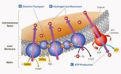 xida:ve*hosphoryla:on*&*electron*transport*chain AD is carrier of electrons in bonds of glucose (bond energy) series of cytochrome enzymes accept the electrons from AD and FAD2 and transport to
