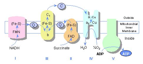 A Design for ATP synthesis: Oxidative phosphorylation Electron transport chain Cytochrome