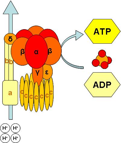 ATP synthase Preventing head rotation As protons flow through the a/b subunits (the stator) of F O, they force the ring of twelve c subunits (the rotor) in the membrane to rotate.