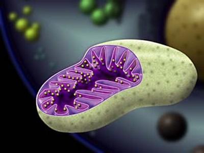 Mitochondria Inner membrane