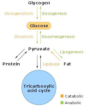 Glucose metabolism involves both energy producing