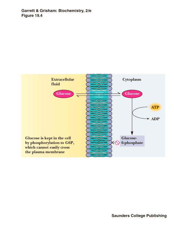 STEP 1: PhosphorylaEon of glucose using hexokinase (or glucokinase) to glucose 6 phosphate (G6P) This step