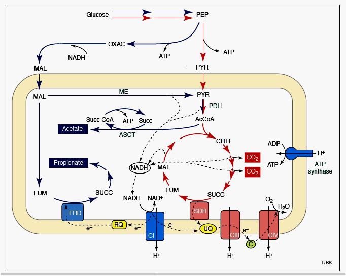 General Platyhelminth Metabolism Facultative Anaerobes glucose is main energy source Glucose is taken down to pyruvate and PEP through glycolysis (NAD is recycled by reduction of pyruvate to lactate,