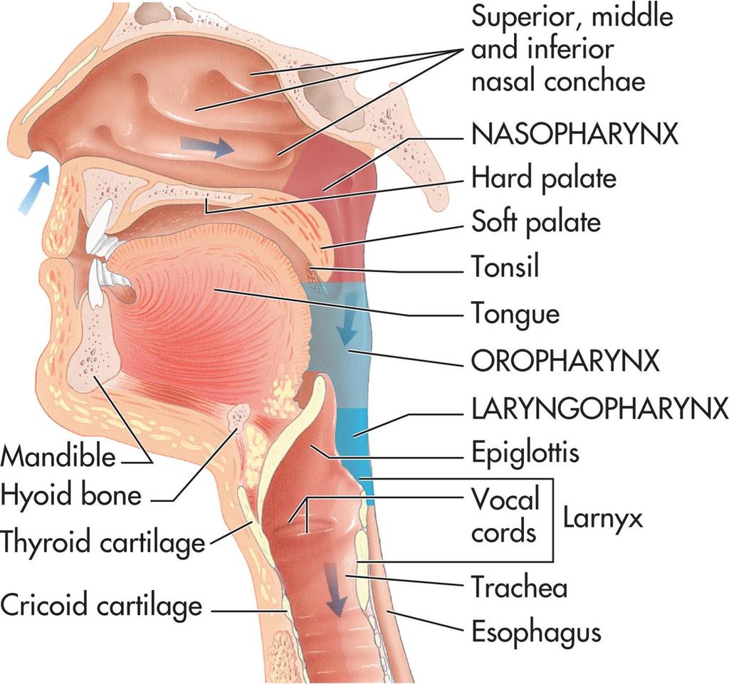 Figure 13-7 The nasopharynx, oropharynx,
