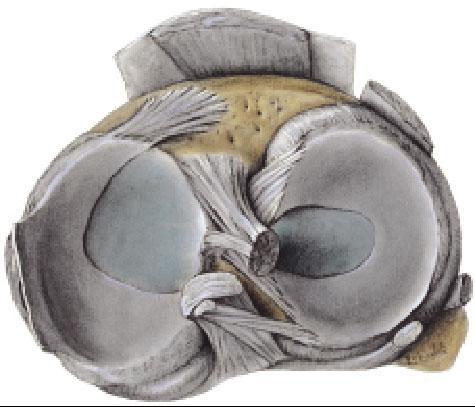 one articular portion A.