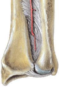 condyles to fit into -also has a role in guiding movement between bones & shock absorption C.