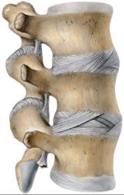 body; comprised of two adjacent bones which have articular