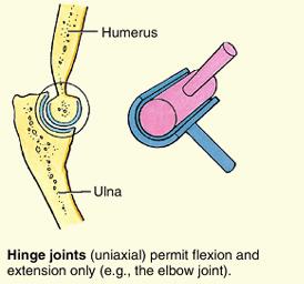 Types of Synovial Joints & their Movements Slide 15 HINGE: -is considered uniaxial as it permits two