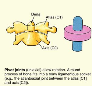 extension around its one axis Slide 16 PIVOT: -is also considered uniaxial.