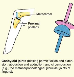 Slide 17 CONDYLOID: -is considered biaxial joint which permits two degrees of freedom (two movement pairs).