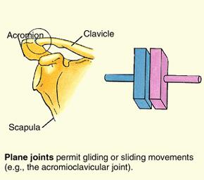 abduction & adduction -moving through both planes in sequence produces circumduction Slide 18 PLANE: -generally comprised of two adjacent