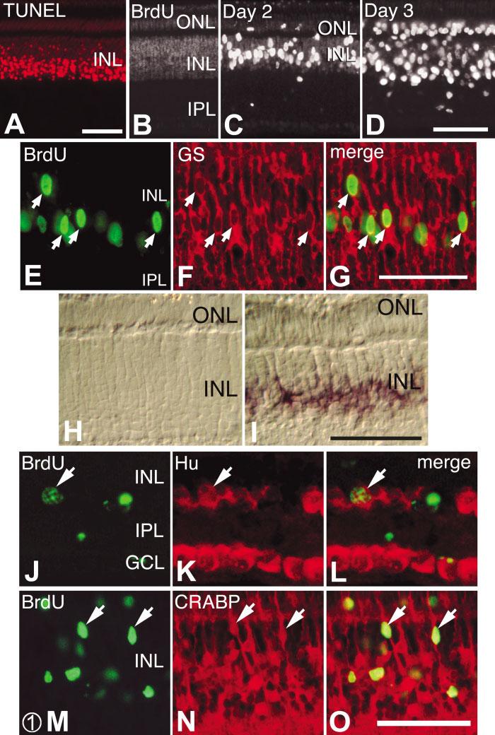Fig. 1. In response to N-methyl-D-aspartate (NMDA)-induced apoptosis, Müller glia reenter the cell cycle, express Cash1, and differentiate into neurons that express Hu or CRABP.