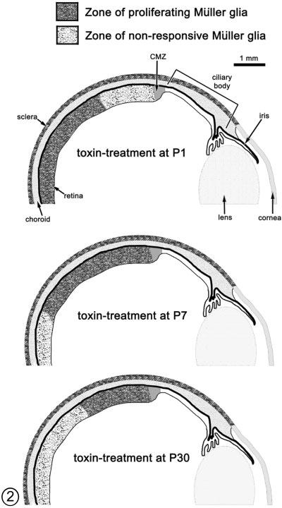 Fig. 2. The region of retina in which Müller glia proliferate in response to acute damage becomes confined to peripheral regions of the retina with increasing age of the animal.