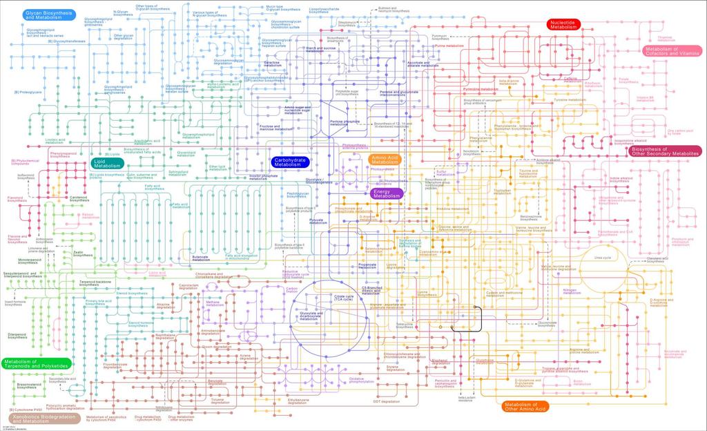 Complexity of metabolic