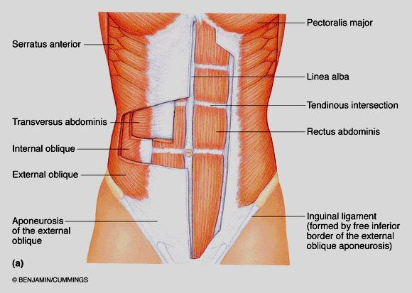Naming of Muscles 1. Direction of Muscle Fibers 2. Relative Size of the Muscle 3. Location of the Muscle 4. Number or Origins Also called Heads 5. Shape of the Muscle 6.
