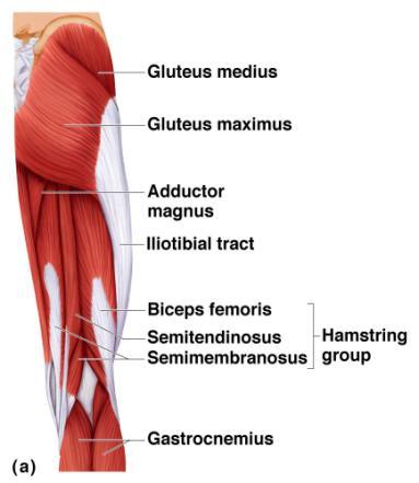 Naming Skeletal Muscles Relative size of the muscle Maximus; medius; minimus; brevis; longus; major; minor Ex; Gluteus maximus