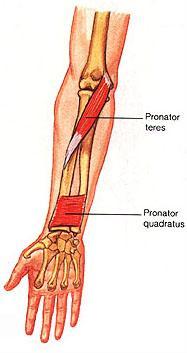 Naming of Muscles Action of the muscle Flexor; extensor; adductor, supinator, pronator Ex; Pronator