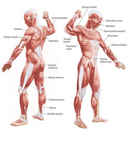 267, Figure 10-1 Picture on left Deltoid, triceps brachii, trapezius, gluteus maximus, biceps femoris,